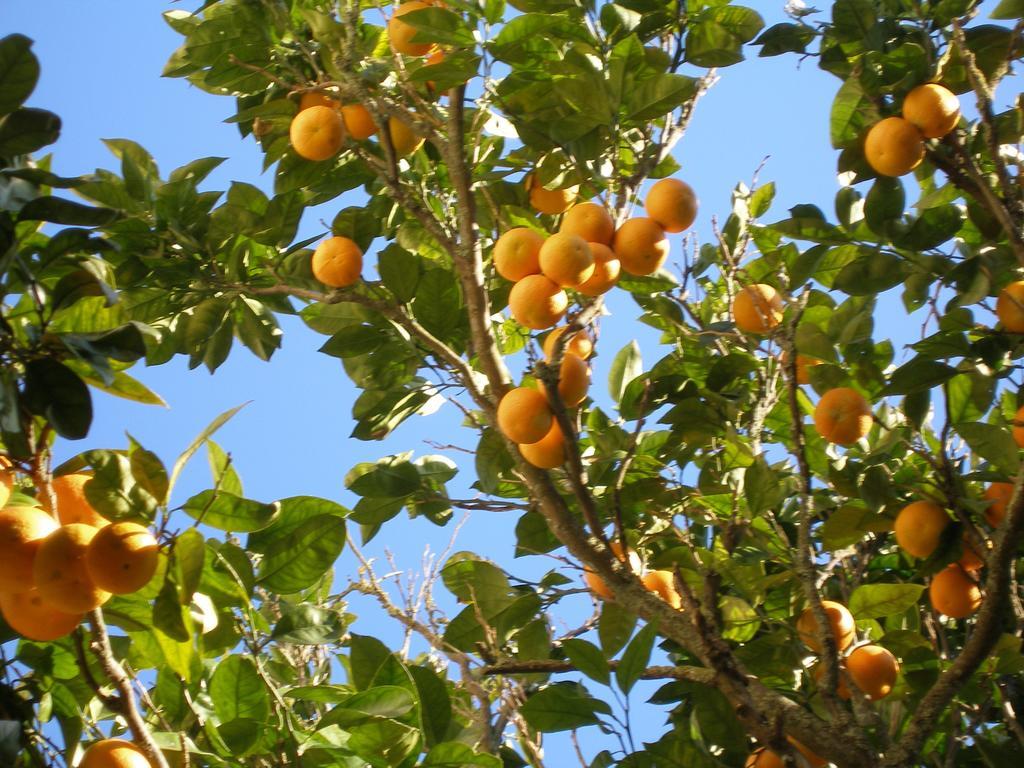 Finca Portizuelo ลัวร์กา ภายนอก รูปภาพ